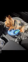 Bentley , a male Yorkshire Terrier for sale in Tampa, FL – 3 of 4