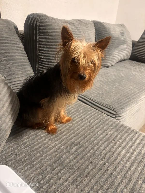 Bentley  – Yorkshire Terrier puppy for sale in Tampa, FL