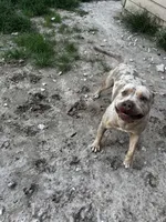 Tyson, a male American Bully for sale in Ocala, FL – 3 of 5