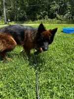 Sapphire , a female German Shepherd Dog for sale in Ocala, FL – 3 of 4