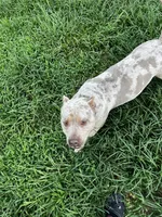 Tyson, a male American Bully for sale in Ocala, FL – 1 of 5
