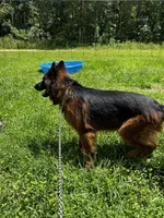Sapphire , a female German Shepherd Dog for sale in Ocala, FL – 1 of 4