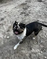 Koda, a male American Bully for sale in Ocala, FL – 1 of 3