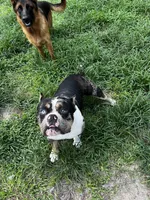 Koda, a male American Bully for sale in Ocala, FL – 2 of 3
