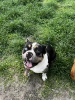 Koda, a male American Bully for sale in Ocala, FL – 3 of 3