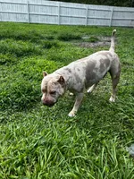 Tyson, a male American Bully for sale in Ocala, FL – 5 of 5