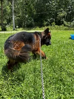 Sapphire , a female German Shepherd Dog for sale in Ocala, FL – 4 of 4