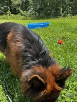 Sapphire , a female German Shepherd Dog for sale in Ocala, FL – 2 of 4