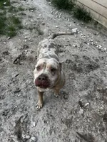 Tyson, a male American Bully for sale in Ocala, FL – 4 of 5