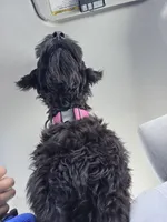 Ava, a female Giant Schnauzer for sale in Elk Grove, CA – 2 of 5