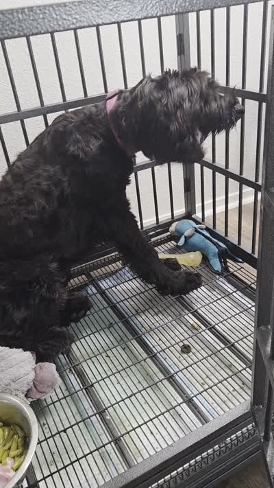 Ava, a female Giant Schnauzer for sale in Elk Grove, CA – 5 of 5