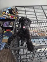 Ava, a female Giant Schnauzer for sale in Elk Grove, CA – 4 of 5