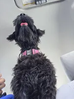 Ava, a female Giant Schnauzer for sale in Elk Grove, CA – 3 of 5