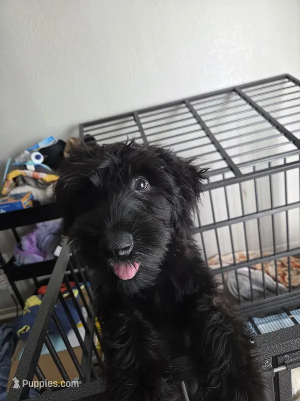 Ava – Giant Schnauzer puppy for sale in Elk Grove, CA