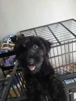 Ava, a female Giant Schnauzer for sale in Elk Grove, CA – 1 of 5