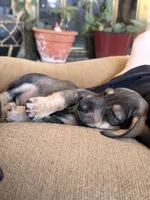 Jax, a male Miniature Dachshund for sale in Ottawa, KS – Photo 1 of 2