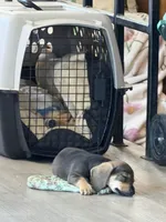 Jax, a male Miniature Dachshund for sale in Ottawa, KS – Photo 2 of 2