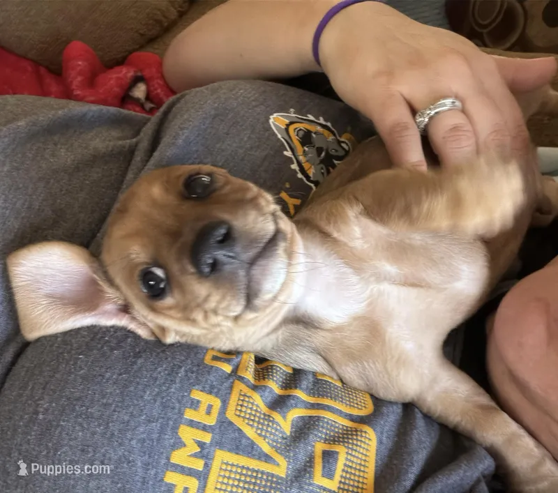Goldie – Miniature Dachshund puppy for sale in Ottawa, KS