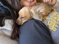 Goldie, a male Miniature Dachshund for sale in Ottawa, KS – Photo 2 of 2