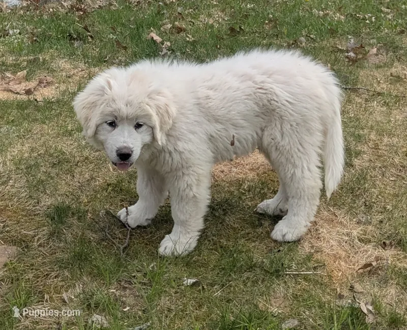 Toby – Great Pyrenees puppy for sale in Big Rapids, MI