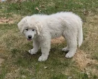 Toby, a male Great Pyrenees for sale in Big Rapids, MI – 1 of 3