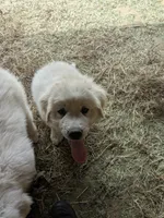 Toby, a male Great Pyrenees for sale in Big Rapids, MI – 3 of 3