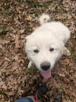 Happy Boy, a male Great Pyrenees for sale in Big Rapids, MI – 3 of 3