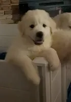 Happy Boy, a male Great Pyrenees for sale in Big Rapids, MI – 1 of 3