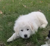Toby, a male Great Pyrenees for sale in Big Rapids, MI – 2 of 3