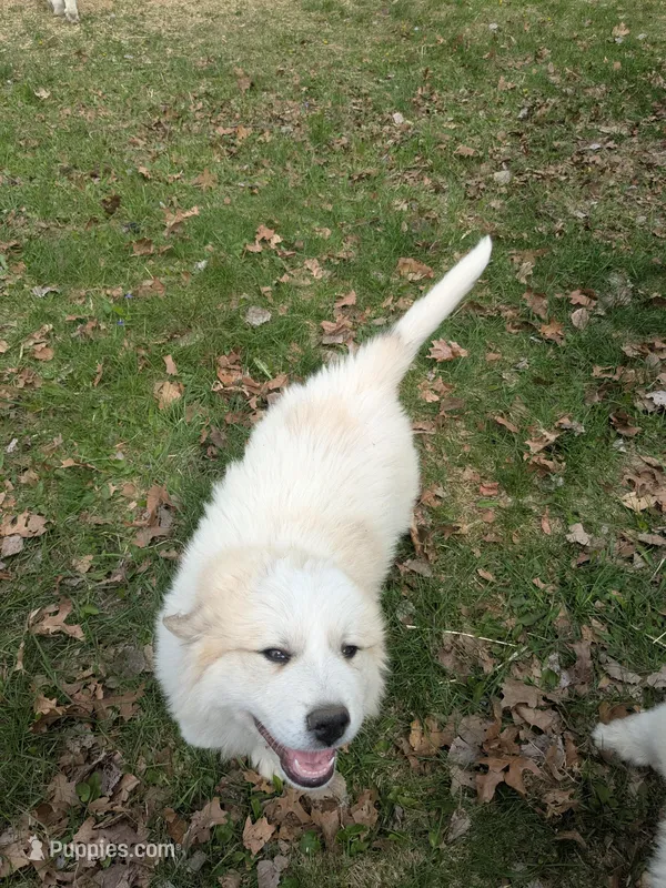 Tank – Great Pyrenees puppy for sale in Big Rapids, MI