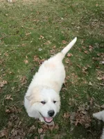 Tank, a male Great Pyrenees for sale in Big Rapids, MI – 1 of 3