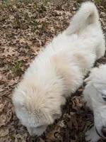 Tank, a male Great Pyrenees for sale in Big Rapids, MI – 3 of 3