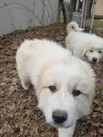 Tank, a male Great Pyrenees for sale in Big Rapids, MI – 2 of 3