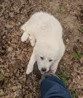 Gwen , a female Great Pyrenees for sale in Big Rapids, MI – 5 of 5