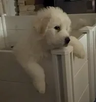 Gwen , a female Great Pyrenees for sale in Big Rapids, MI – 2 of 5