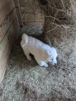 Gwen , a female Great Pyrenees for sale in Big Rapids, MI – 3 of 5