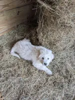 Gwen , a female Great Pyrenees for sale in Big Rapids, MI – 4 of 5