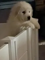 Gwen , a female Great Pyrenees for sale in Big Rapids, MI – 1 of 5
