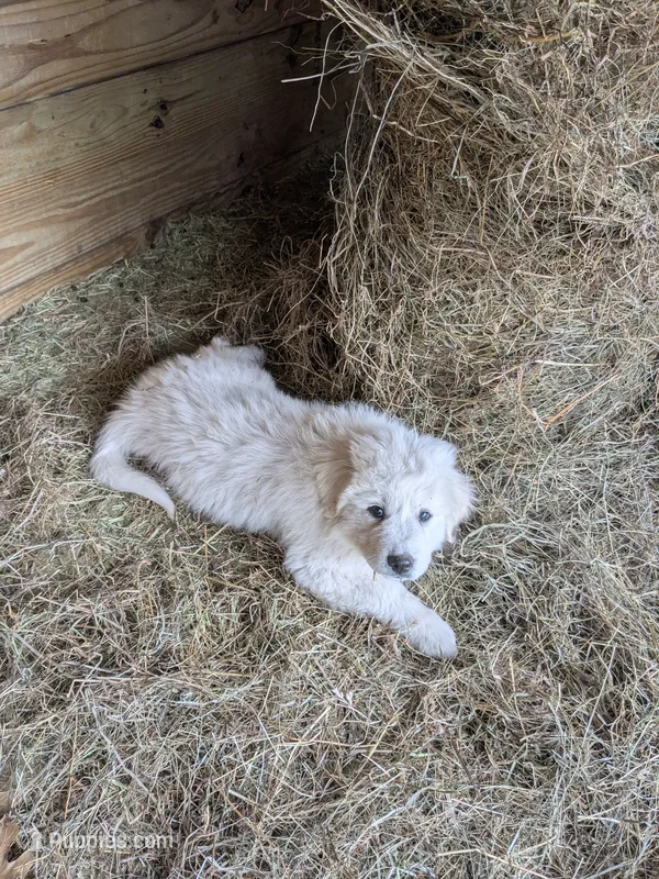 Abbey  – Great Pyrenees puppy for sale in Big Rapids, MI