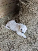 Abbey , a female Great Pyrenees for sale in Big Rapids, MI – 1 of 2