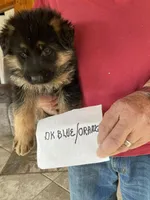 Rio, a male German Shepherd Dog for sale in Gallatin, TN – Photo 1 of 6