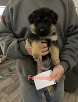 Rio, a male German Shepherd Dog for sale in Gallatin, TN – Photo 3 of 6