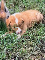 Copper, a female Australian Shepherd for sale in Montgomery, TX – 2 of 3