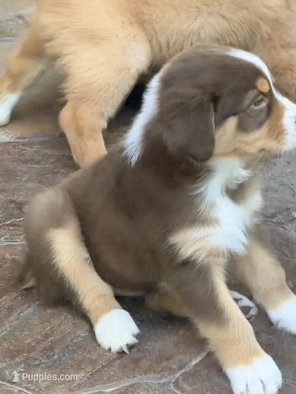 Tulip – Australian Shepherd puppy for sale in Montgomery, TX