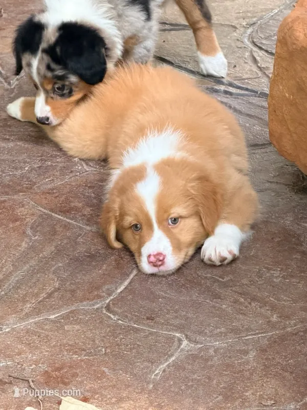 Copper – Australian Shepherd puppy for sale in Montgomery, TX
