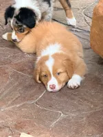 Copper, a female Australian Shepherd for sale in Montgomery, TX – 1 of 3