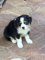 Bandit, a male Australian Shepherd for sale in Montgomery, TX – 3 of 3