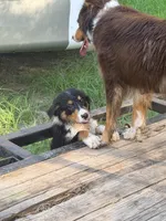 Nestle, a male Australian Shepherd for sale in Montgomery, TX – 5 of 5