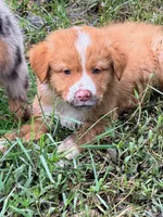 Copper, a female Australian Shepherd for sale in Montgomery, TX – 3 of 3