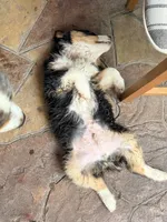 Nestle, a male Australian Shepherd for sale in Montgomery, TX – 3 of 5